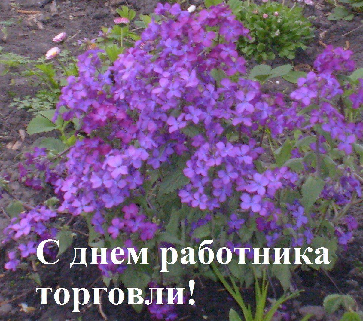 Тля на домашнем цветке чем убрать Тля на домашнем цветке чем убрать