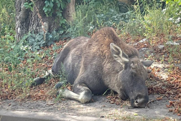 losya yakij zablukav mizh budinkami v kiyevi povernuli dodomu 66ed268a88263 Лося, який заблукав між будинками в Києві, повернули додому