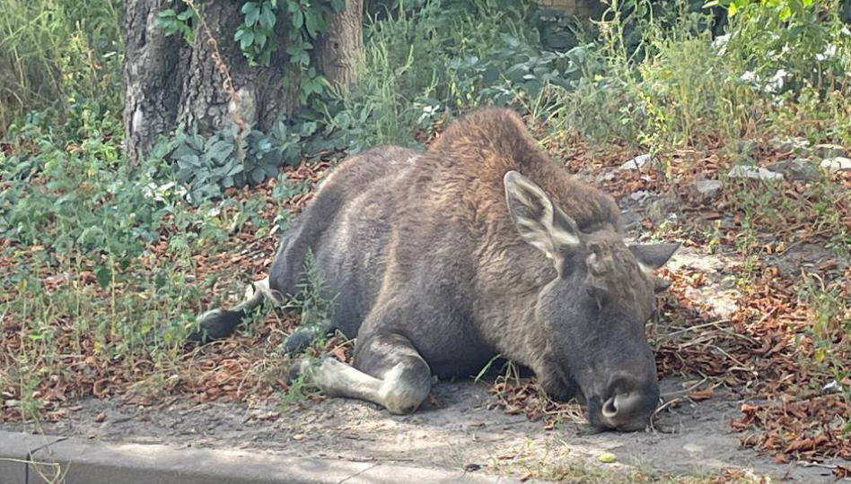 losya yakij zablukav mizh budinkami v kiyevi povernuli dodomu 66ed268a88263 Лося, який заблукав між будинками в Києві, повернули додому