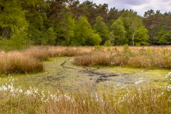 sud zaxistiv unikalnu prirodnu pamyatku zavadivshi vidobutku torfu na teritorid197 makovogo bolota na rivnenshhini 66ea8510e4f69 Суд захистив унікальну природну пам’ятку, завадивши видобутку торфу на території «Макового болота» на Рівненщині