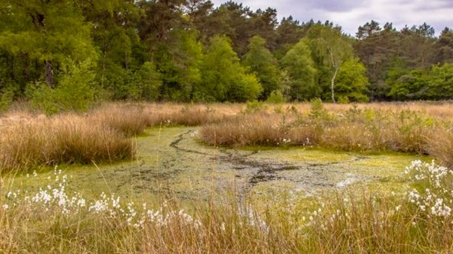 sud zaxistiv unikalnu prirodnu pamyatku zavadivshi vidobutku torfu na teritorid197 makovogo bolota na rivnenshhini 66ea8510e4f69 Суд захистив унікальну природну пам’ятку, завадивши видобутку торфу на території «Макового болота» на Рівненщині