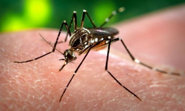 yevropoyu i ssha shiritsya virus vid yakogo nemaye likiv 66fa5566c82cc Європою і США шириться вірус, від якого немає ліків