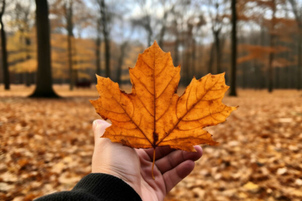 meteorologi proanalizuvali pogodu listopada ta sprognozuvali na yaku temperaturu chekati 6720916cc73e9 Метеорологи проаналізували погоду листопада та спрогнозували на яку температуру чекати