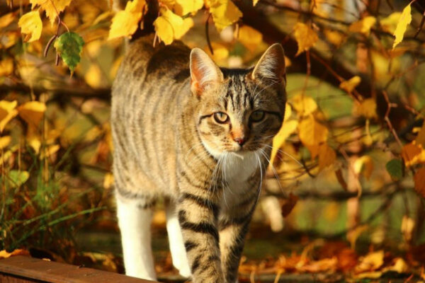 opadi ne ochikuyutsya a vden progriyetsya do 23 gradusiv pogoda na 10 zhovtnya 67078471e8e87 Опади не очікуються, а вдень прогріється до 23 градусів – погода на 10 жовтня