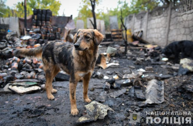 u zaporizkij oblasti stalasya pozhezha u pritulku dlya sobak chastina tvarin zgorila zazhivo 671f40e753f24 У Запорізькій області сталася пожежа у притулку для собак, частина тварин згоріла заживо