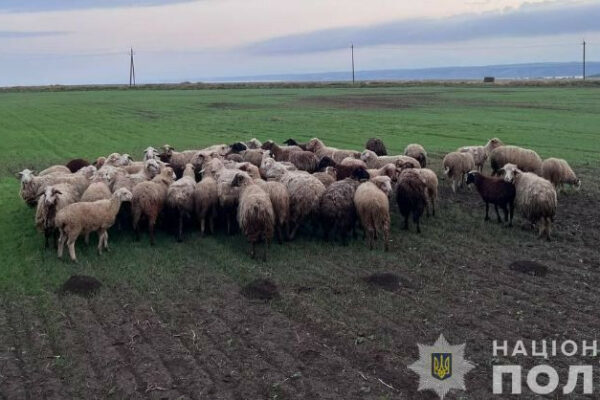 zuxvale pograbuvannya na odeshhini dvoye cholovikiv za den vikrali bilshe sotni ovec 6710bf645469c Зухвале пограбування — на Одещині двоє чоловіків за день викрали більше сотні овець