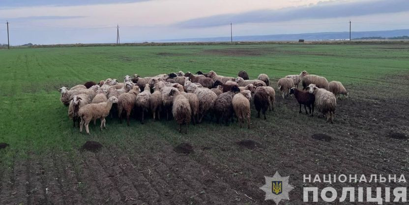 zuxvale pograbuvannya na odeshhini dvoye cholovikiv za den vikrali bilshe sotni ovec 6710bf645469c Зухвале пограбування — на Одещині двоє чоловіків за день викрали більше сотні овець