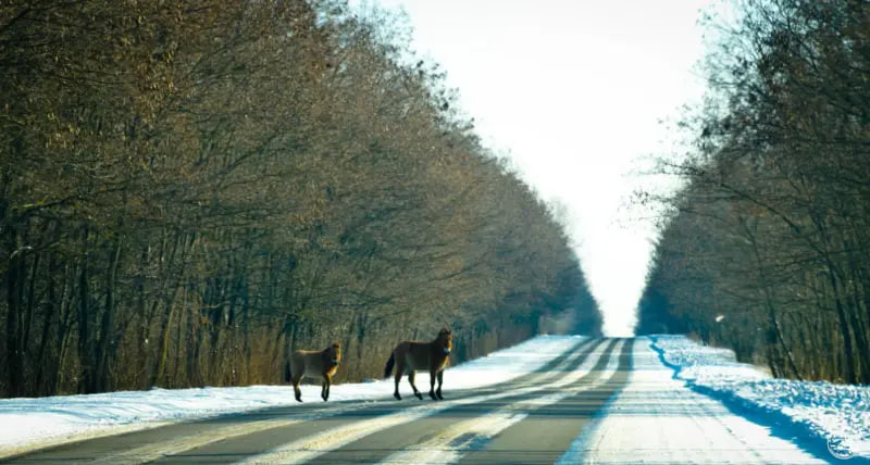 yak zhivut diki tvarini u chornobilskij zoni foto 673063b8c9f5d Як живуть дикі тварини у Чорнобильській зоні – фото