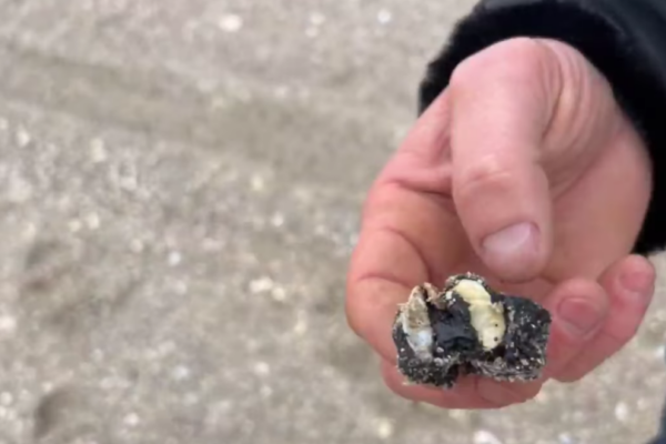 na odeshhini pochali pribirati mazut na uzberezhzhi video 679c22839f03a На Одещині почали прибирати мазут на узбережжі, відео