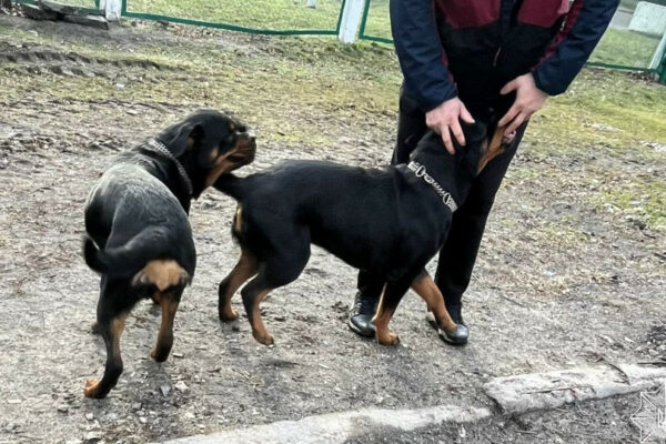 u kiyevi pravooxoronci vizvolili sobak iz zachinenogo avto 6780784ae9df8 У Києві правоохоронці визволили собак із зачиненого авто