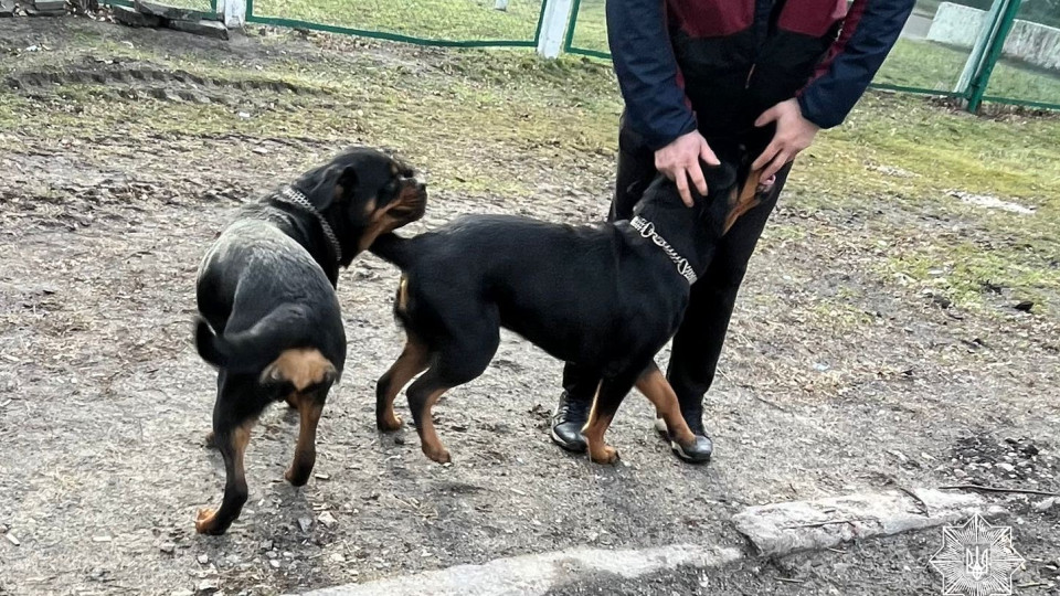 u kiyevi pravooxoronci vizvolili sobak iz zachinenogo avto 6780784ae9df8 У Києві правоохоронці визволили собак із зачиненого авто