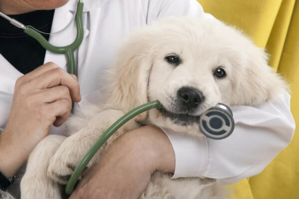 rada prijnyala za osnovu zakonoproekt shhodo privedennya regulyuvannya u sferi veterinarnod197 medicini u vidpovidnist do norm yes 6823cfdad4f77 Рада прийняла за основу законопроект щодо приведення регулювання у сфері ветеринарної медицини у відповідність до норм ЄС