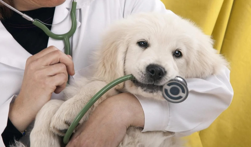 rada prijnyala za osnovu zakonoproekt shhodo privedennya regulyuvannya u sferi veterinarnod197 medicini u vidpovidnist do norm yes 6823cfdad4f77 Рада прийняла за основу законопроект щодо приведення регулювання у сфері ветеринарної медицини у відповідність до норм ЄС