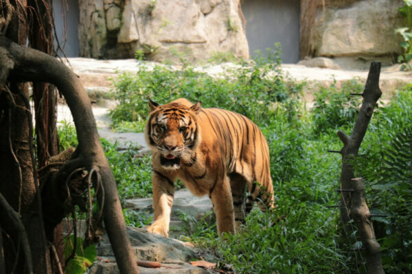 zoopark u danid197 prosit vidviduvachiv viddavati svod197x domashnix tvarin na korm xizhakam 68928da474953 Зоопарк у Данії просить відвідувачів віддавати своїх домашніх тварин на корм хижакам