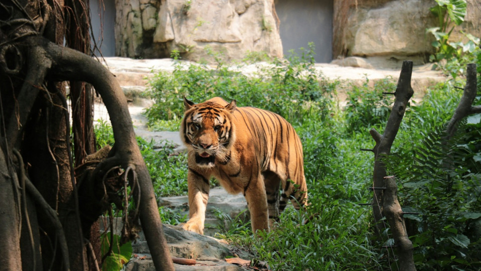zoopark u danid197 prosit vidviduvachiv viddavati svod197x domashnix tvarin na korm Зоопарк у Данії просить відвідувачів віддавати своїх домашніх тварин на корм хижакам