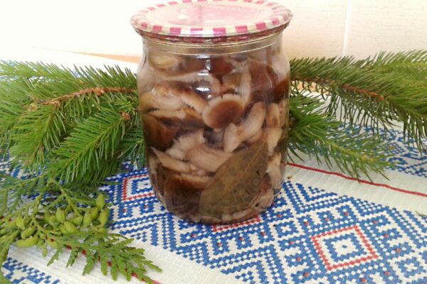 recepti smachni apetitni marinovani openki 690405888cc39 Рецепти: Смачні апетитні мариновані опеньки