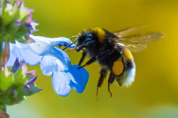 dzhmeli mozhut rozumiti azbuku morze naukovci prigolomshili vidkrittyam 691cfad35b4d1 Джмелі можуть розуміти азбуку Морзе: науковці приголомшили відкриттям