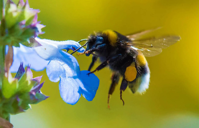 dzhmeli mozhut rozumiti azbuku morze naukovci prigolomshili vidkrittyam 691cfad35b4d1 Джмелі можуть розуміти азбуку Морзе: науковці приголомшили відкриттям