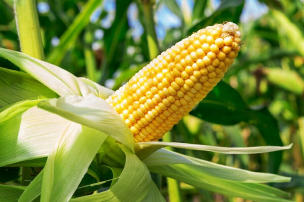 na ternopilshhini zhinka vkrala 115 kg kukurudzi yak d197d197 pokarali 6913c08d83acd На Тернопільщині жінка вкрала 115 кг кукурудзи — як її покарали