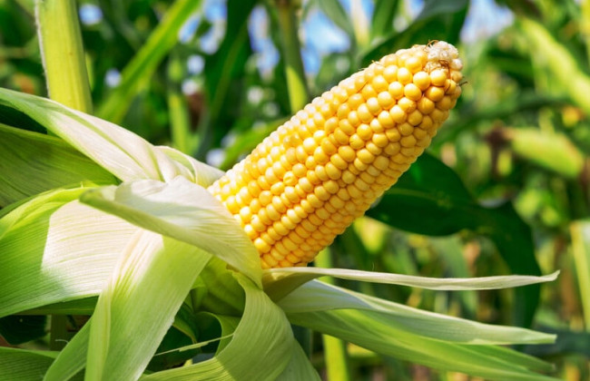 na ternopilshhini zhinka vkrala 115 kg kukurudzi yak d197d197 pokarali 6913c08d83acd На Тернопільщині жінка вкрала 115 кг кукурудзи — як її покарали